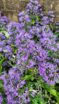 Caryopteris clandonensis Blue Balloon ® - Bartblume Blue Balloon ®